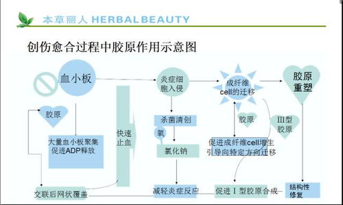 细胞重组人源胶原蛋白,与人同源 赫博碧丽